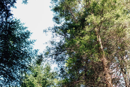 Sunlight filters through the branches of tall green trees in a lush forest. The clear sky provides a...