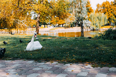 A white swan is calmly resting on the grass near a tranquil pond. Surrounding autumn trees display vibrant colors creating a peaceful scene during a sunny afternoon in the park.の写真素材
