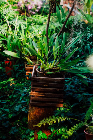Sunlight filters through the canopy illuminating a variety of green plants arranged in wooden pots....