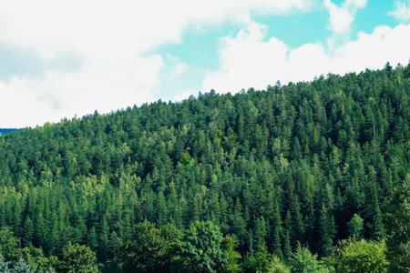 A dense forest stretches across the landscape showcasing a variety of trees and rich greenery. Fluffy clouds float in a bright blue sky creating a serene and peaceful natural scene.の写真素材