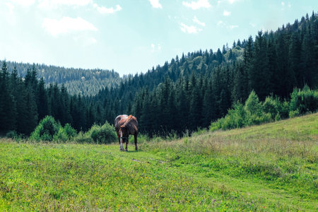 A brown horse grazes peacefully in a vibrant green meadow surrounded by tall trees under a clear blue sky. The scene captures a serene moment in nature emphasizing tranquility.の写真素材