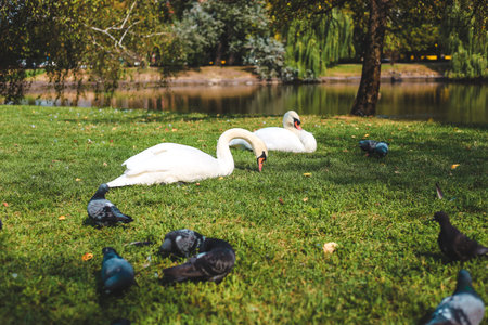 Two elegant swans gracefully feed on green grass while a group of pigeons gather nearby in a...