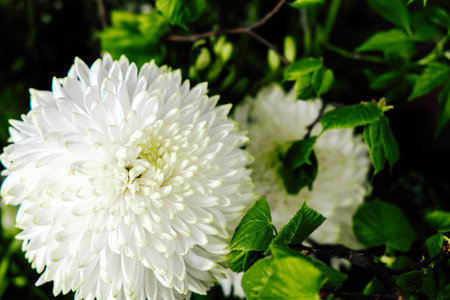 A large white chrysanthemum flower shows its full bloom amidst vibrant green leaves. The scene...