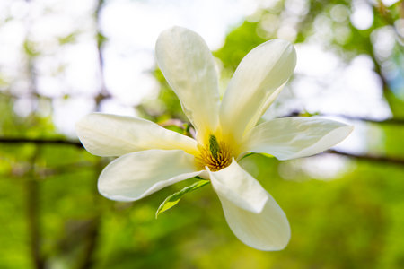 A beautiful white magnolia flower is in full bloom showcasing delicate petals and a vibrant center. This scene captures the essence of spring in a lush green garden filled with fresh leaves.の写真素材