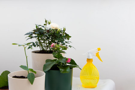 Various potted plants are arranged on a table featuring green foliage and colorful flowers. A bright yellow spray bottle sits nearby ready for watering and care of the plants in a sunny room.の写真素材