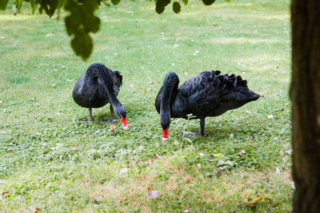 Two elegant black swans are foraging for food on lush green grass in a peaceful park.の写真素材