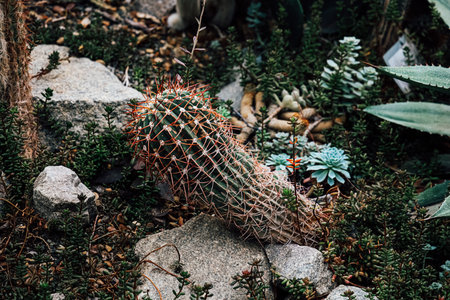 A tall cactus with vibrant green skin is surrounded by smooth rocks and small succulent plants. The garden setting features earthy tones and fine textures creating a natural environment.の写真素材
