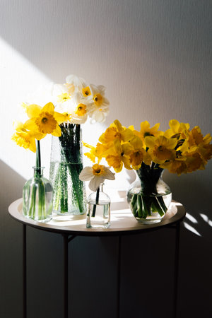 A collection of bright yellow and white daffodils arranged in various glass vases sits on a small round table.の写真素材