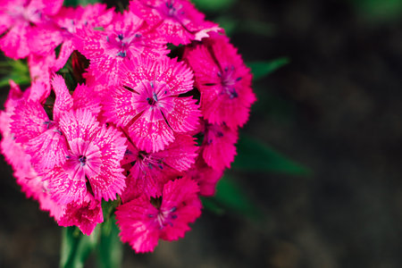 Dianthus barbatus pink flowers with intricate patterns fill the view in a lush garden scene. The vibrant petals stand out against green foliage creating a stunning display of natures beauty during springtime.の写真素材