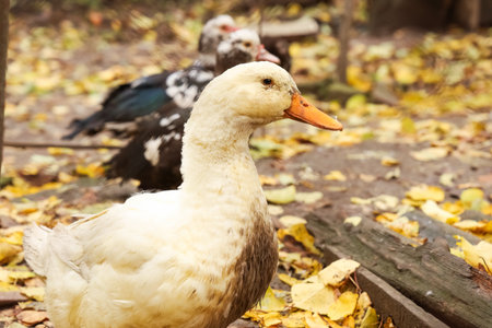 Ducks are seen exploring a serene outdoor area covered with yellow leaves. The scene captures the natural behavior of the birds as they interact with their surroundings.の写真素材