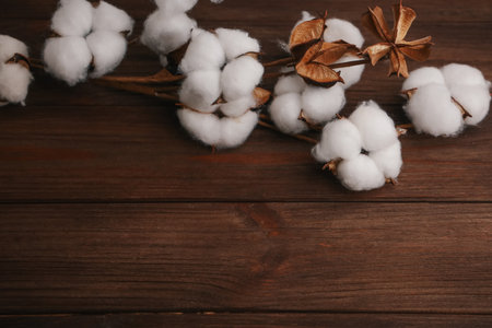 A branch of a cotton plant showcases its soft white bolls against a rustic wooden background.の写真素材
