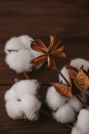 Delicate white cotton bolls contrast against the rich texture of a wooden surface. These natural elements highlight the beauty of harvest and the simple elegance of plant life.の写真素材