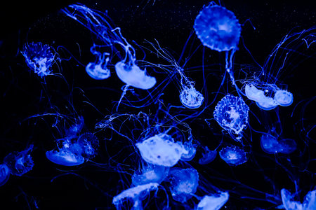 A group of jellyfish float gracefully in dark water where blue light illuminates their bodies. The underwater scene shows a mix of jellyfish sizes highlighting their unique shapes and movements.の写真素材