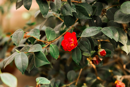 A red flower stands out among dark green leaves in a garden setting. The scene shows a mix of leaves and blooms under sunlight. This captures natures simple beauty in a vivid way.の写真素材
