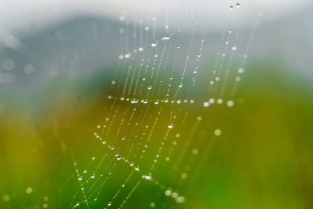Water droplets gather on a spider web in the early morning. The web stretches across the frame with...