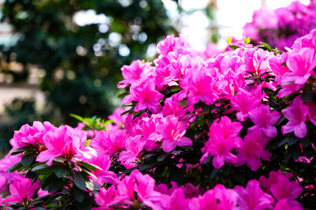 Pink flowers are in full bloom in a garden setting. Green leaves surround the vibrant petals. Sunlight shines on the flowers creating a lively atmosphere in the warm spring season.の写真素材