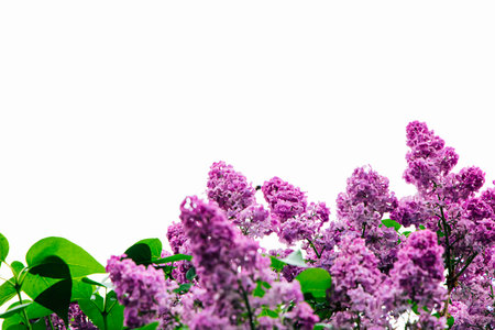 A group of lilac flowers blooms in a garden during spring. The flowers show bright purple colors with green leaves around. Sunlight illuminates the scene highlighting the beauty of nature.の写真素材
