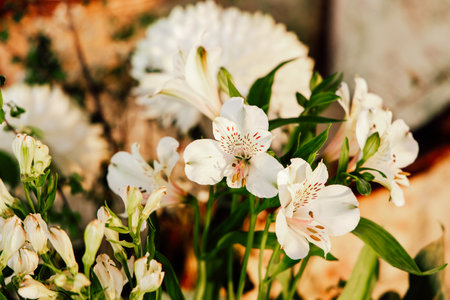 A bunch of white flowers grows in a spring garden with bright green leaves surrounding them. The sunlight brightens the scene showing the natural beauty of the garden.の写真素材