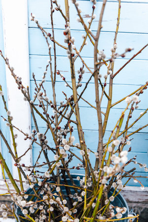 Branches with small buds are placed in a pot near a blue wall. The scene shows signs of springtime...