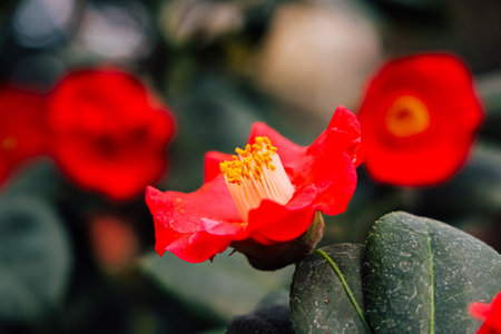 A bright red flower blooms in a garden surrounded by green leaves. The flower has yellow stamen and droplets of water on its petals. Nearby more blooms add color to the scene.の写真素材