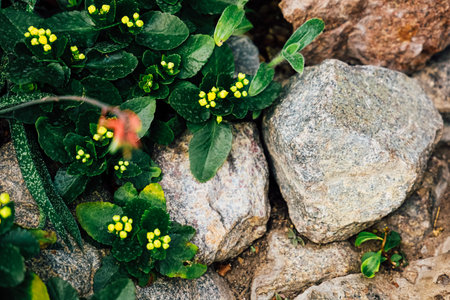 Small green plants with yellow buds appear between rocks in a natural area. The plants thrive in the...