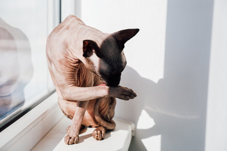 sphinx cat is sitting on a window sill and grooming its paws. The sunlight is coming through the...