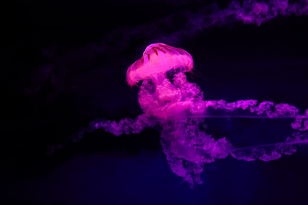A jellyfish swims gracefully in dark water with colorful lights around it. The scene shows the delicate movement of the jellyfish as it pulses through the water.