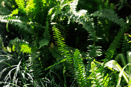 Bright sunlight shines on green ferns and grass in a natural area The plants create a lush and vibrant scene filled with life and greenery