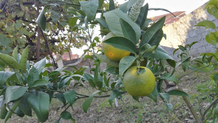 In every falling leaf there is some pain, some beauty. And that's the way new leaves growの写真素材