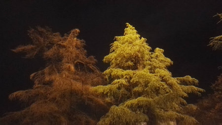 Trees must develop deep roots in order to grow strong and produce their beautyの写真素材