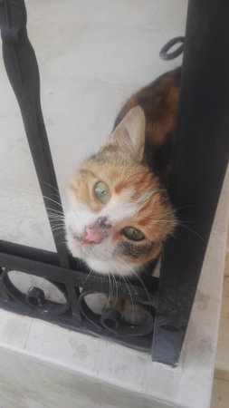 Cats are intended to teach us that not everything in nature has a purposeの写真素材