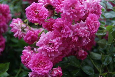 summer flowersの写真素材