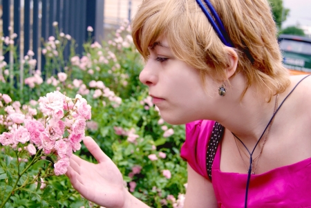 roses bush in gateの写真素材