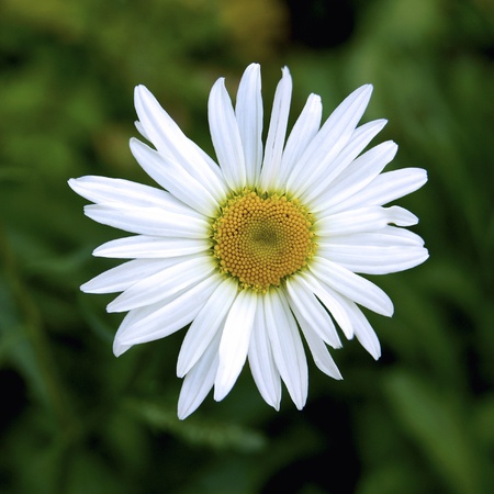 camomileの写真素材