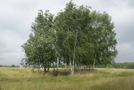 Bittsevsky park, park in Moscowの写真素材