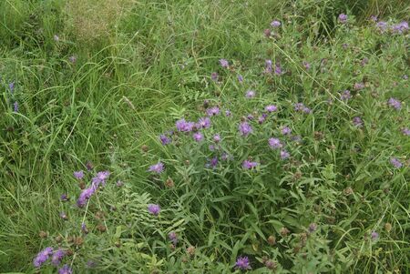 Bittsevsky park, park in Moscowの写真素材
