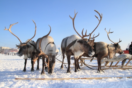 House reindeers are harnessed in sledgeの写真素材