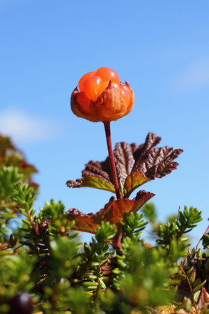 Cloudberries against the blue sky
