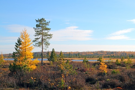 In the north of Western Siberia  Typical landscape of Yamal in the autumn  Russiaの写真素材