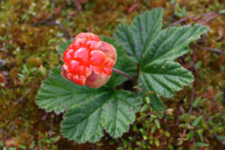 Berry cloudberries against a moss