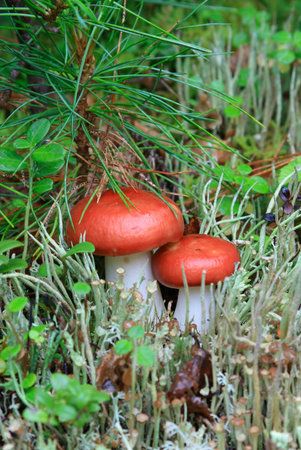 Two mushrooms a russula in wood