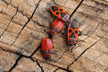 Bug wingless  Insects against old wood