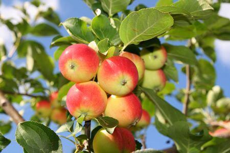Ripe fruits on a background of the skyの写真素材