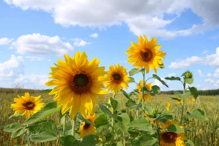 Sunflower among a wheaten field in the summer afternoonの写真素材