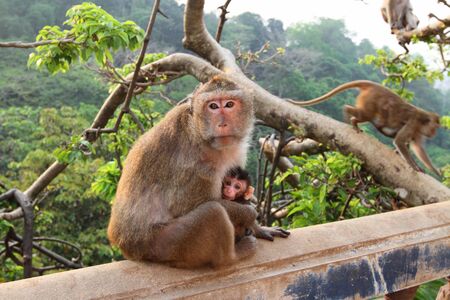 Mother the monkey holds the cub on a parapet of the thrown Buddhist temple  Thailandの写真素材