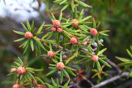 Labrador tea buds close upの写真素材