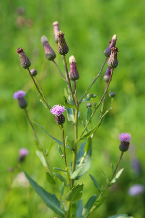 Cirsium arvense. Plant close upの写真素材