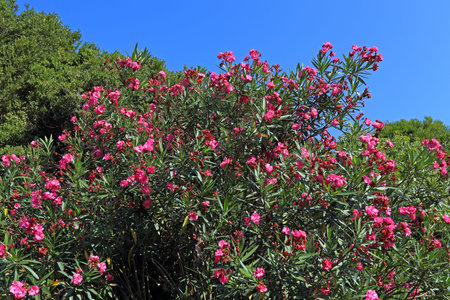 Oleander. Branches and plant flowers against the blue sky