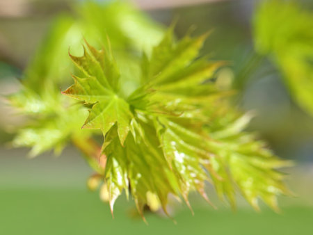 Maple leaf close up with the small depth of sharpness