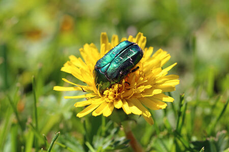 The bug of Cetonia aurata sits on an oduvachikの写真素材